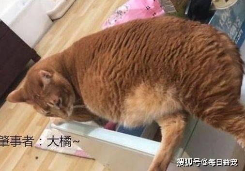 蝾螈的多重杀伤力,自然界的多重杀伤力奇才